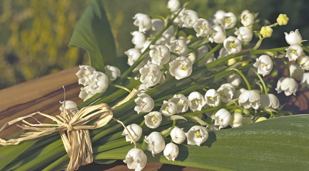 Slider_Maiglöckchen