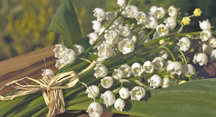 Slider_Maiglöckchen