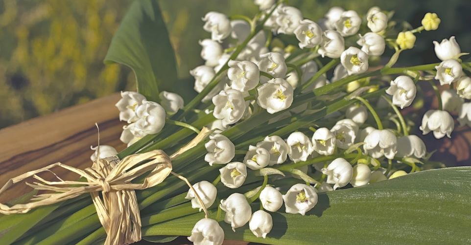 Slider_Maiglöckchen