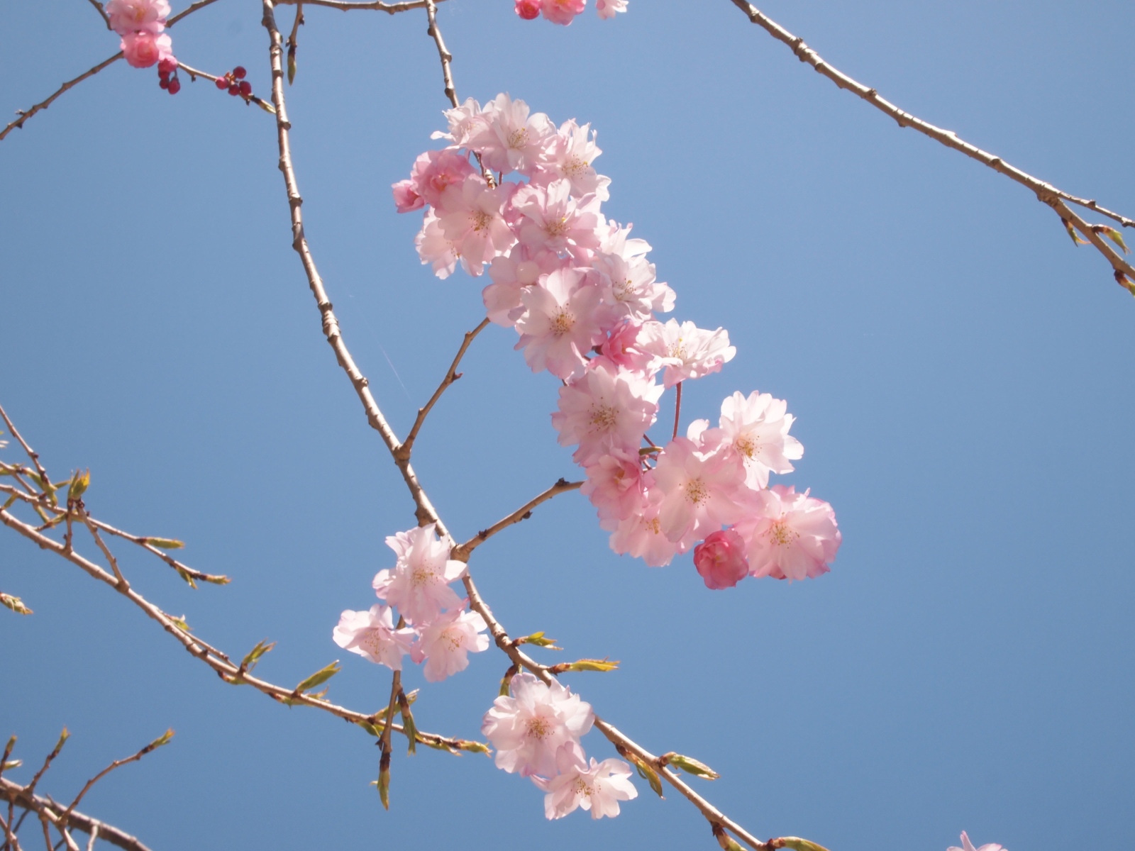 Blume rosa Frühling