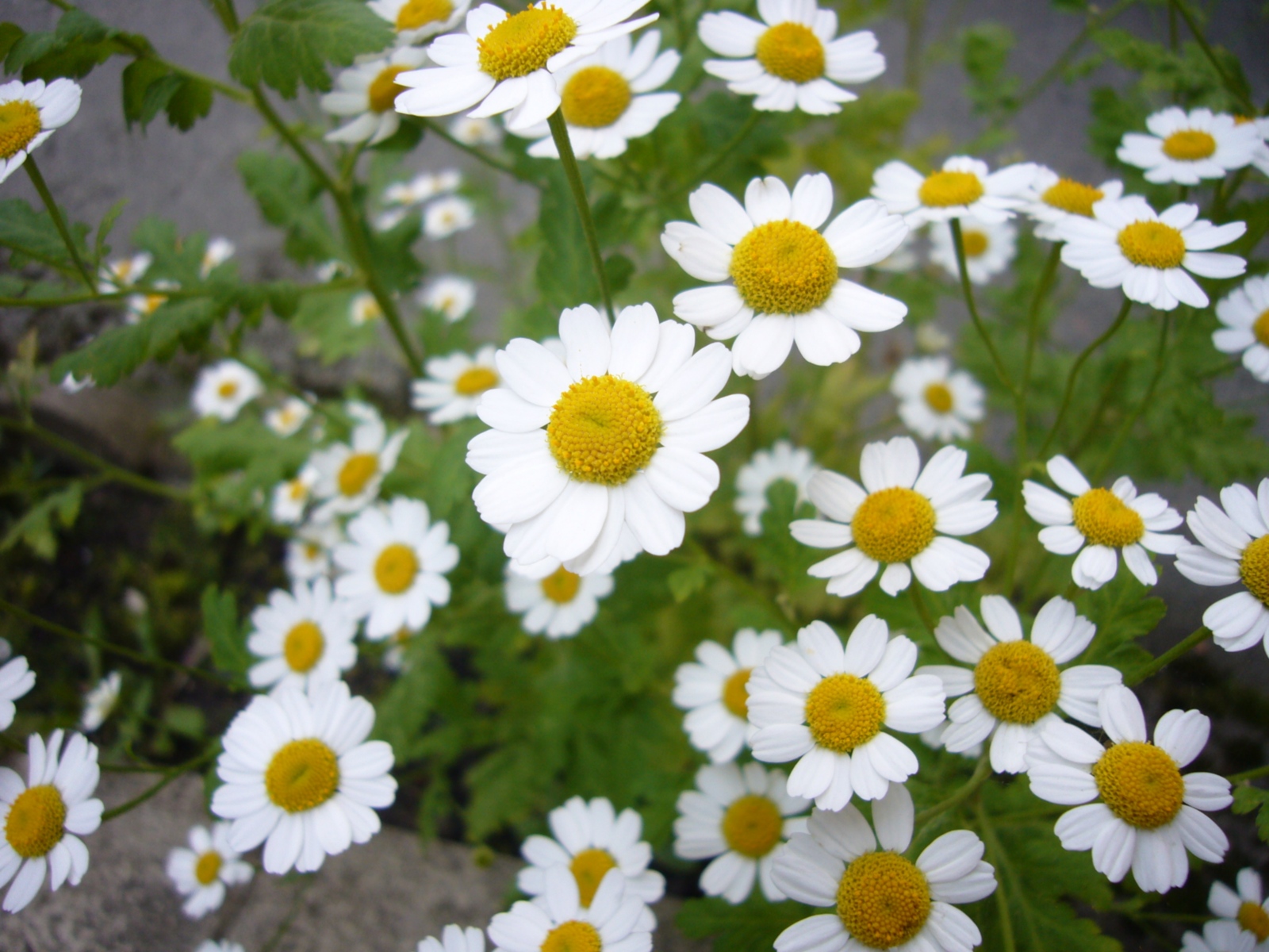 Gänseblümchen